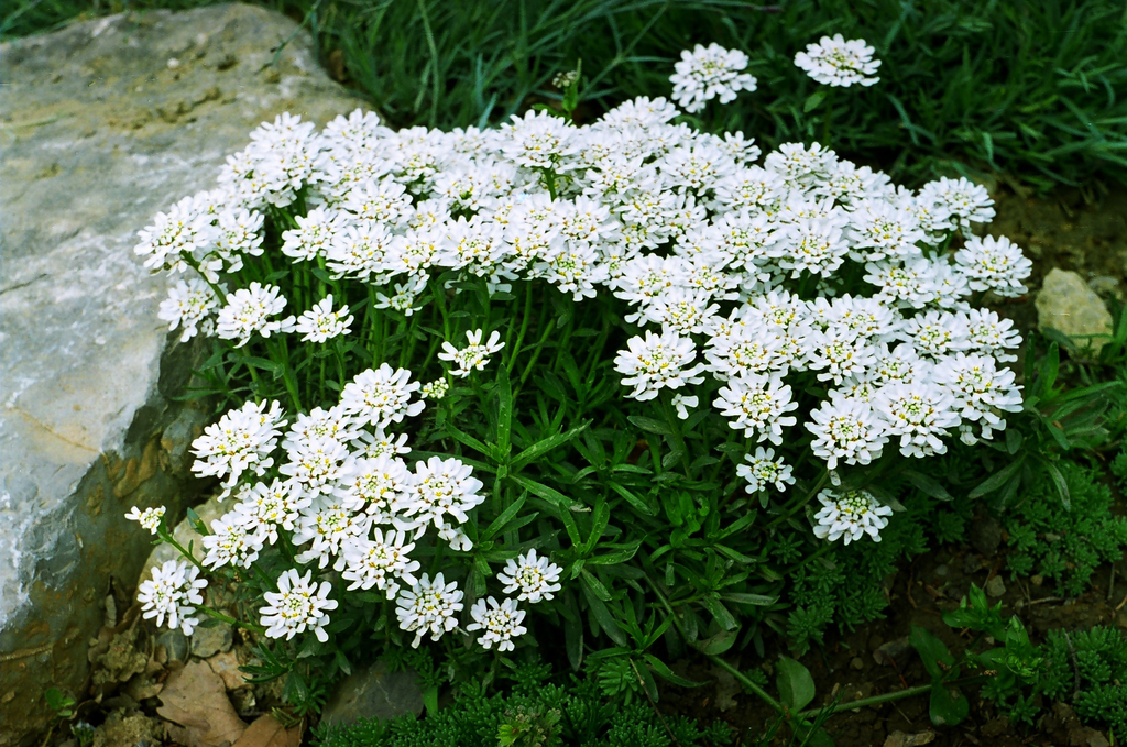 Perennial Candytuft from Crimea, Yalta, Nikita village, the vicinity of the greenhouse complex