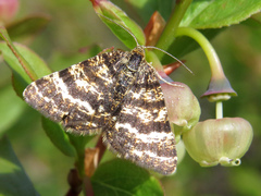 Epelis truncataria