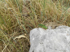 Eupholidoptera schmidti