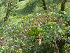 Tillandsia fendleri