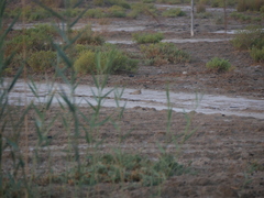 Caprimulgus aegyptius