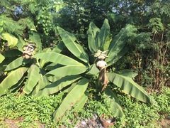 Ensete superbum