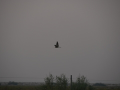 Caprimulgus aegyptius