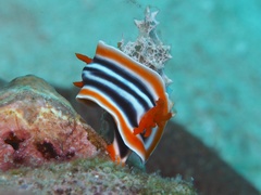 Chromodoris magnifica
