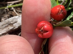 Gaultheria procumbens image