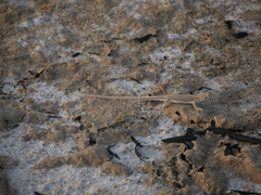 Acanthodactylus opheodurus