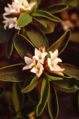 Daphne alpina