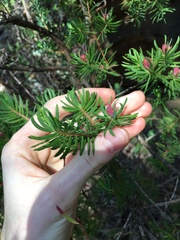 Darwinia procera