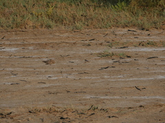 Caprimulgus aegyptius