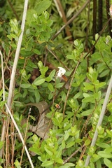 Vaccinium macrocarpon