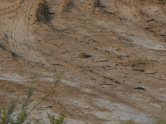 Caprimulgus aegyptius