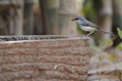Grey-Breasted Prinia photo 4