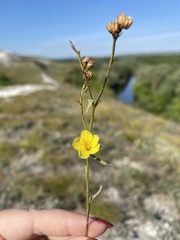 Linum ucranicum