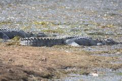 Crocodylus palustris