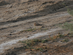 Caprimulgus aegyptius