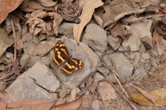 Symbrenthia lilaea formosanus