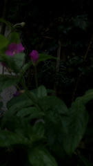 Epilobium hirsutum