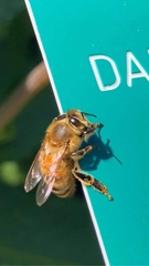 Apis mellifera