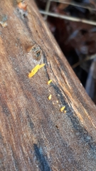 Calocera guepinioides
