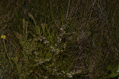 Hakea actites