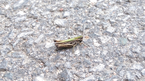 Common green grasshopper