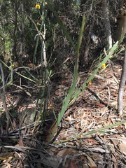 Bossiaea scolopendria