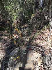 Bossiaea scolopendria