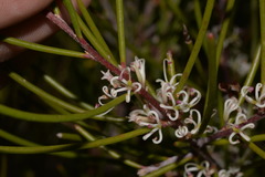 Hakea actites