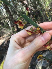 Bossiaea scolopendria
