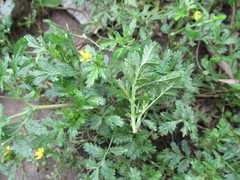 Potentilla paradoxa