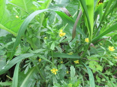 Potentilla paradoxa