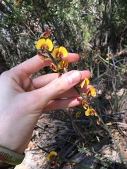 Bossiaea scolopendria