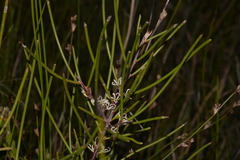 Hakea actites
