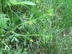 Potentilla paradoxa
