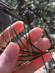 Hakea propinqua