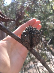 Hakea propinqua