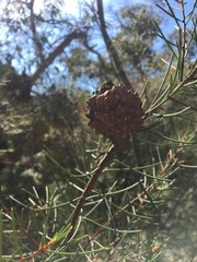 Hakea propinqua