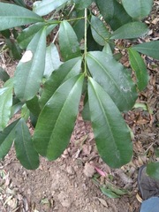 Baloghia inophylla
