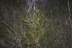 Hakea actites