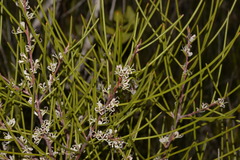 Hakea actites