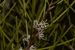 Hakea actites