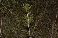 Melaleuca pachyphylla