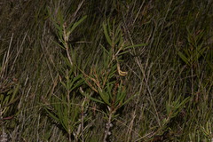 Melaleuca pachyphylla