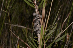 Melaleuca pachyphylla