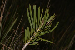 Melaleuca pachyphylla