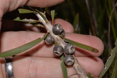 Melaleuca pachyphylla