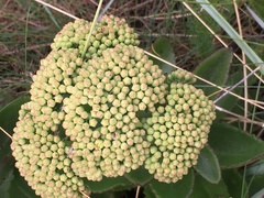 Hylotelephium maximum