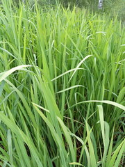 Zizania latifolia