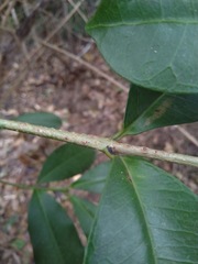 Baloghia inophylla