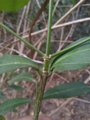 Baloghia inophylla
